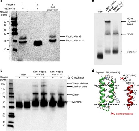 Capsid Protein Structure In Zika Virus Reveals The Flavivirus Assembly