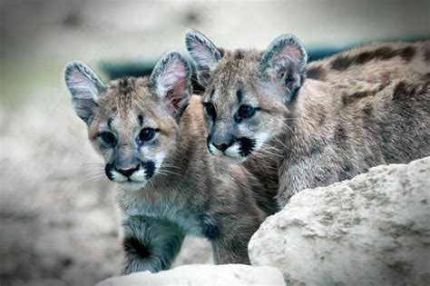 Cougar-Cubs – Mindfully Practical