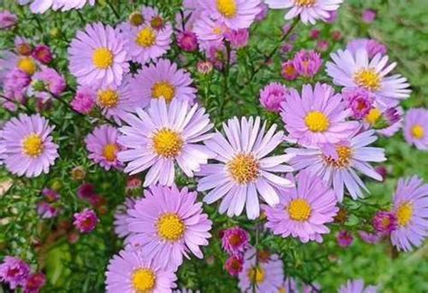 Многолетние цветы купить | Растения | Festima.Ru – частные объявления