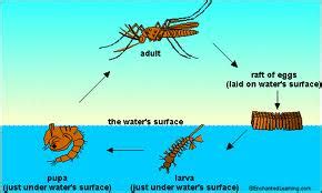 Health Care & Technology: Life Cycle Of Aedes Mosquito