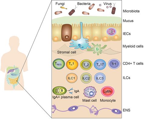 Frontiers Breast Milk And Solid Food Shaping Intestinal Immunity