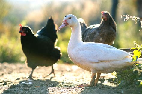 Bird Flu Confirmed At A Premises Near Kirkwall Orkney Islands