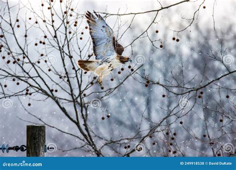 Red Tailed Hawk Stock Photo Image Of Nature Tailed 249918538