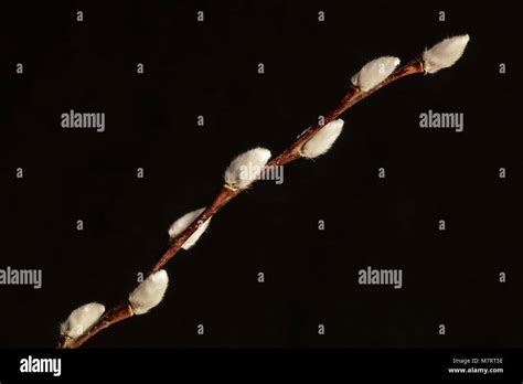 Single Stem Of Pussy Willow Stock Photo Alamy