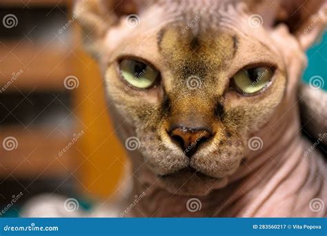 A Beautiful Canadian Sphynx Cat With Amazing Green Eyes Looks Into A