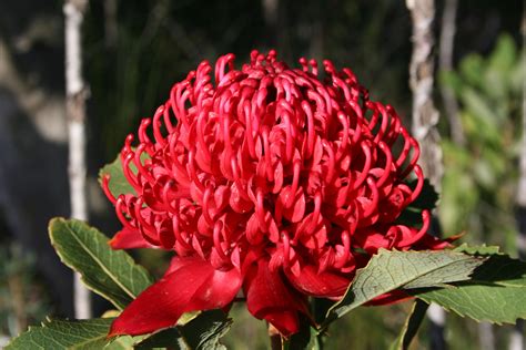 Inflorescence Of Waratah Telopea Speciosissima Floral Emblem Of New