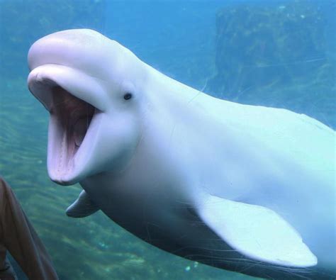 2nd beluga whale at Mystic Aquarium in critical condition: officials