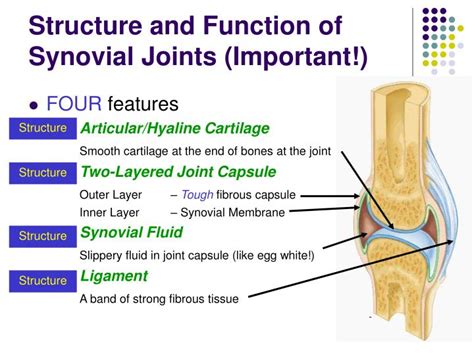 Ppt Joints Powerpoint Presentation Id529693