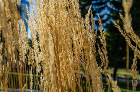 Un Campo De Hierba Alta Con La Palabra Avena En La Parte Inferior