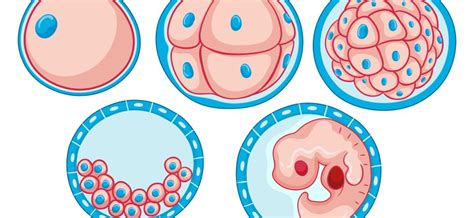 Early Pregnancy Symptoms By Week 3 - pregnancysymptoms