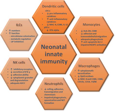 Innate Immune Responses In Neonates The Quantitative And Functional