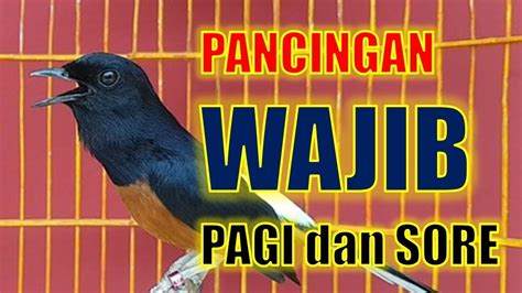 Pancingan Pagi Hari Ampuh Bikin Murai Batu Gacor Dg Murai Batu