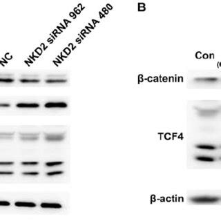 A Western Blot Analysis Of The Protein Expression Of Naked Cuticle