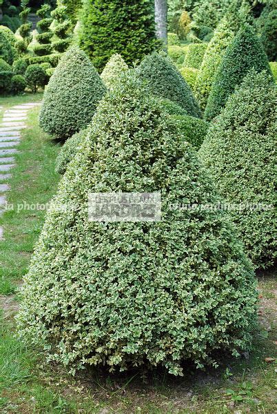 La Phototh Que Les Plus Beaux Jardins Topiaire En Buxus