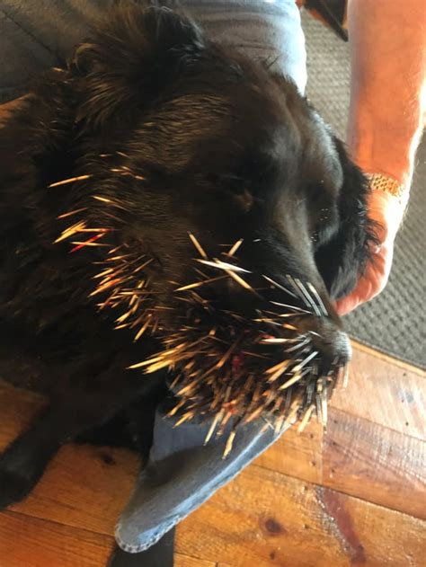 Round 1: porcupine (26 needles) Round 2: porcupine (100+ needles ...