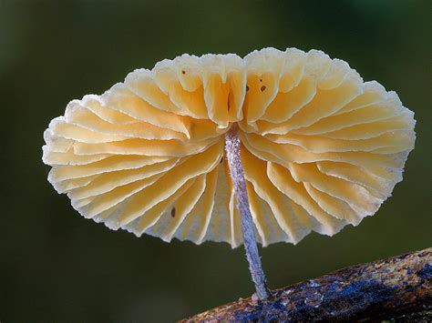 A Magical World Of Rare Mushrooms Revealed By Steve Axford DeMilked