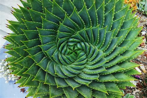 Aloe 'Spiral Aloe' 12" Pot - Hello Hello Plants