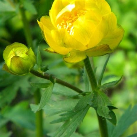 Купить Купальница европейская (Trollius europaeus) от 499 руб. в ...