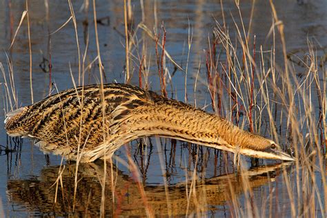 Les espèces remarquables Parc naturel régional de Brière Une autre