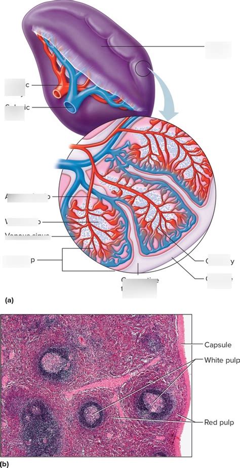 Spleen Diagram Quizlet