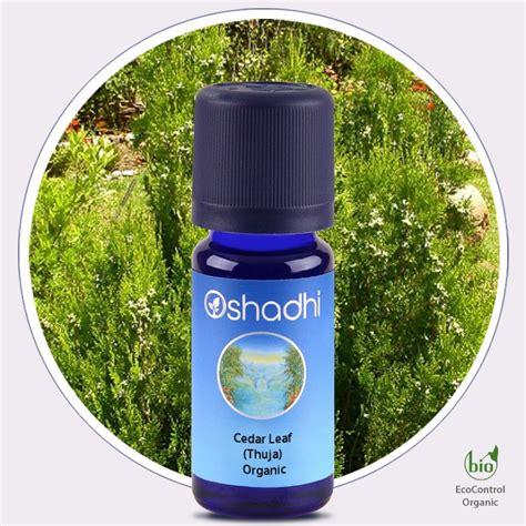 Cedar Leaf Thuja Organic Essential Oil Oshadhi Essential Oils