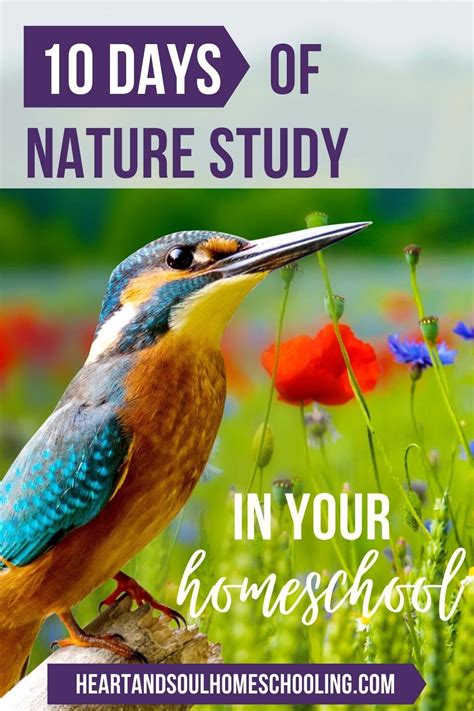 Nature Study Ideas - Heart and Soul Homeschooling