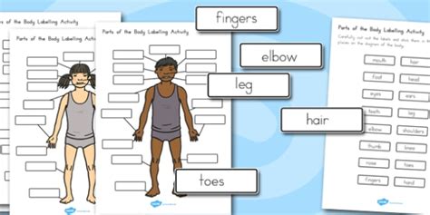 Body Parts Labelling Activity Teacher Made