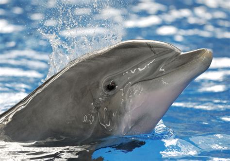 Bottlenose Dolphins At The National Aquarium In Baltimore