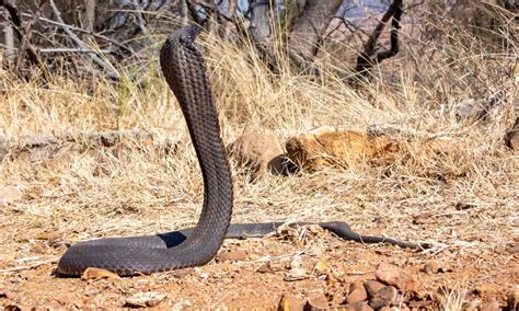 Rinkhals Snake Pictures - AZ Animals