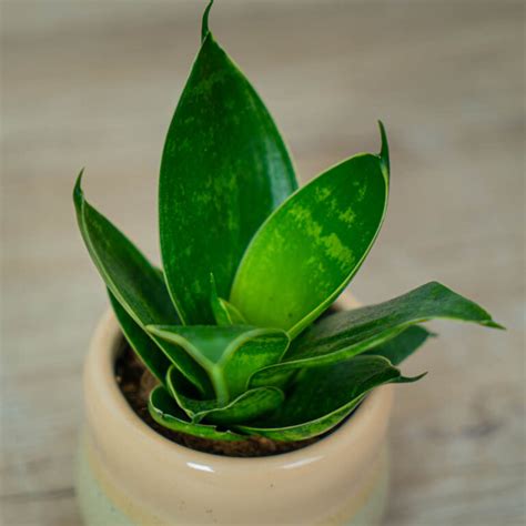 Peperomia happy bean (fereirae) - Mała Szklarnia