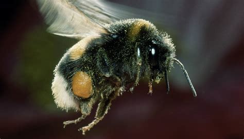 Steckbrief Wildbienen Deutsche Wildtier Stiftung