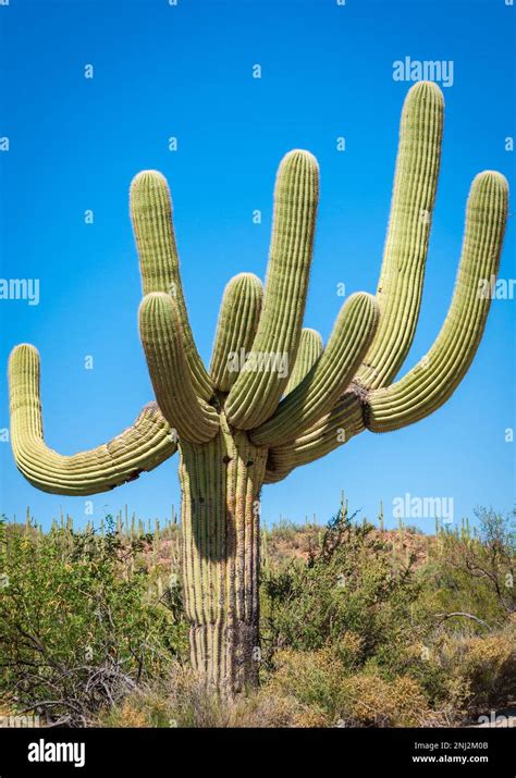 Hundreds of Year Old Cacti, Saguaro National Park Stock Photo - Alamy