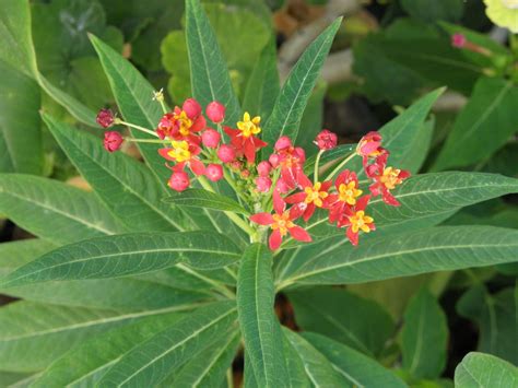 Asclepias Curassavica L Plants Of The World Online Kew Science