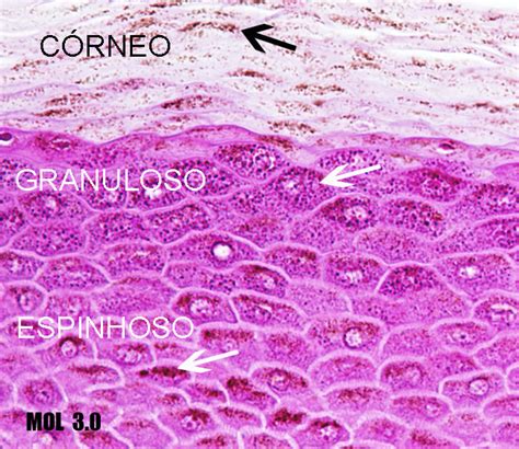 15 9 Pele HISTOLOGIA