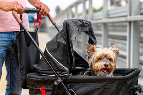 Sab As Que Puedes Viajar Con Tu Mascota En El Transporte P Blico