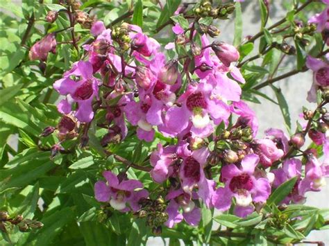 Caracter Sticas E Cultivo Da Angel Nia Angelonia Angustif Lia