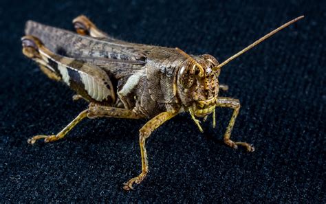 Download Free Photo Of Grasshopper Viridissima Insect Scare Chitin From