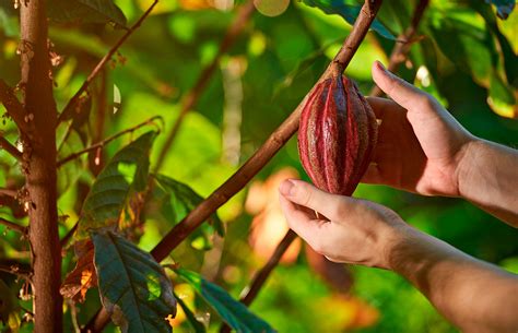 Cacao Fino Y AromÁtico Descubre