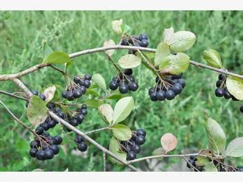 Aronia czarna katalog roślin