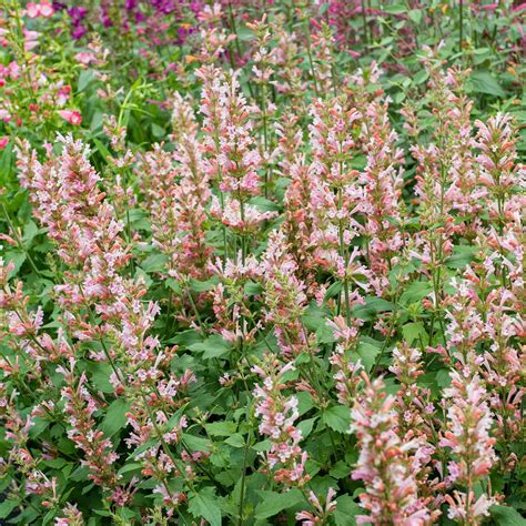 Agastache 'Pink Pearl' – Native Gardeners