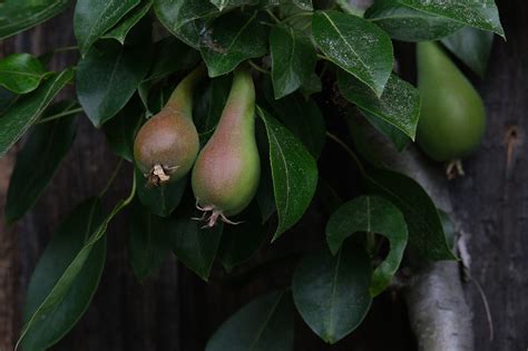 Pears Fruits Pear Tree Fruit - Free photo on Pixabay