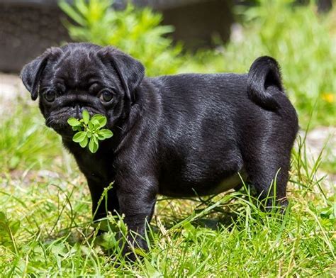 448 best Black Pug Puppies images on Pinterest | Black pug puppies ...