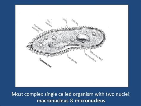 The organelles and their functions of the Amoeba