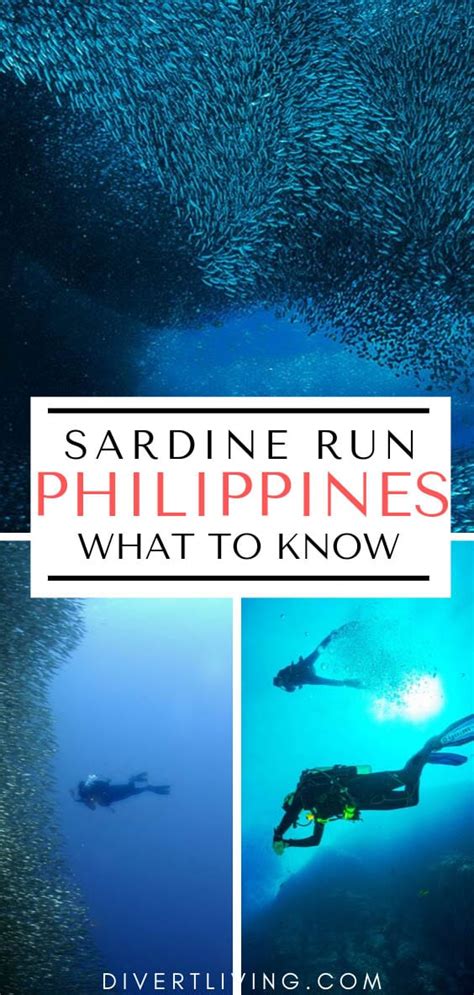 Sardine Run Moalboal - The Philippines Most Magical Phenomenon - Divert ...