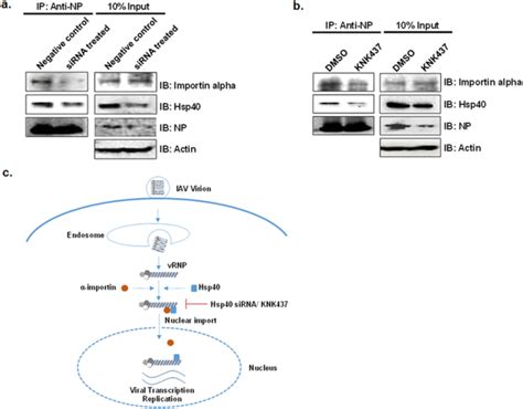 Hsp40 Knockdown Impairs IAV NP Importin Alpha Interaction During IAV