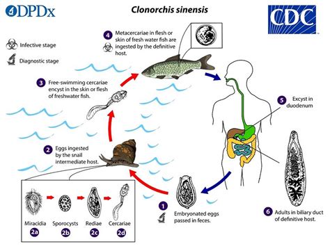 Clonorchis Sinensis Scheda Parassitologica E Approfondimenti