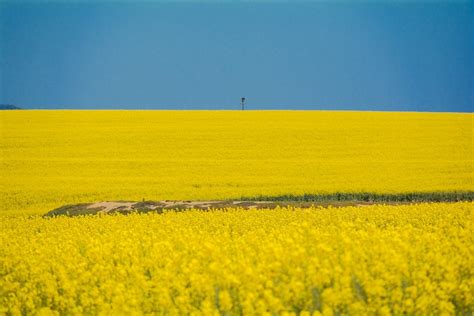 Rapeseed Flowers Field - Free photo on Pixabay