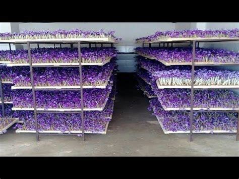 How To Farming Saffron Saffron Agriculture Process Vertical Saffron