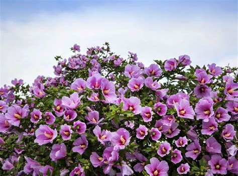 Minerva Rose of Sharon Althea Shrub for Sale - Buying & Growing Guide - Trees.com