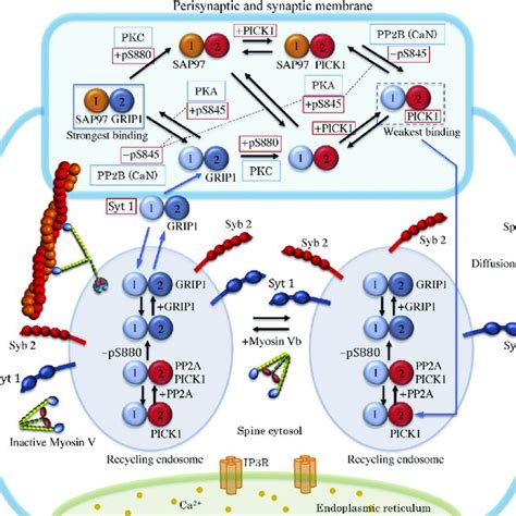 The Network Model For Ampar Trafficking That Mediates Hippocampal Mltp